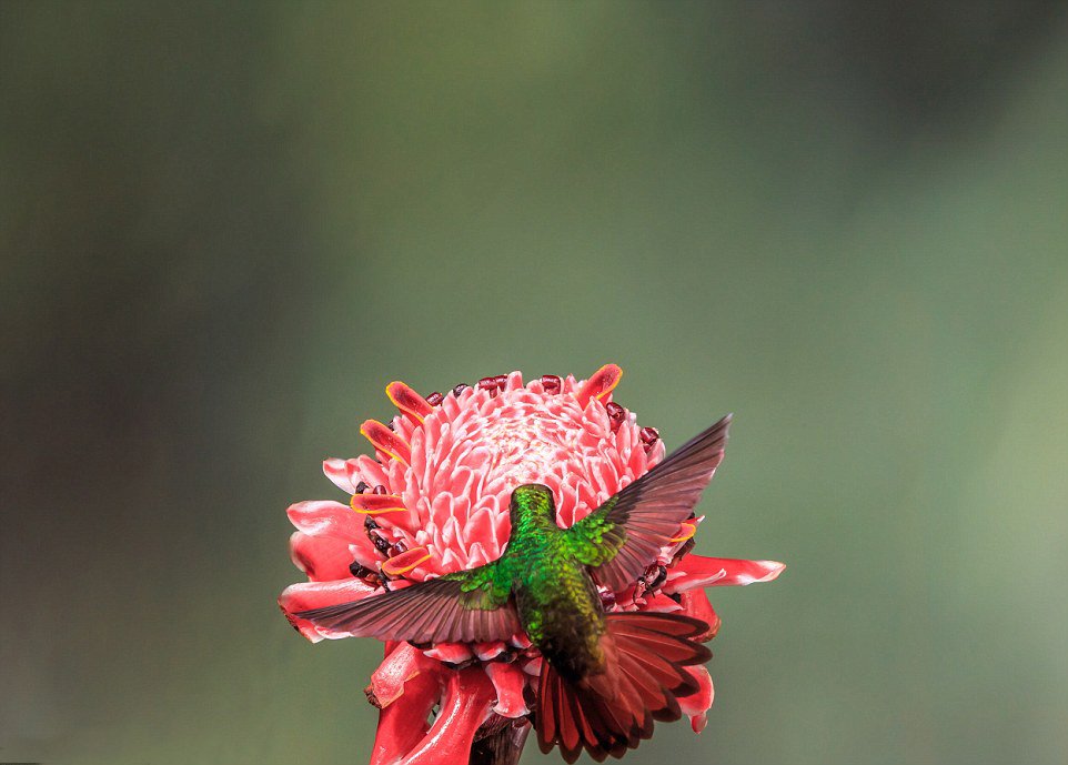 摄影师抓拍彩色蜂鸟盘旋照片 张开翅膀似花朵