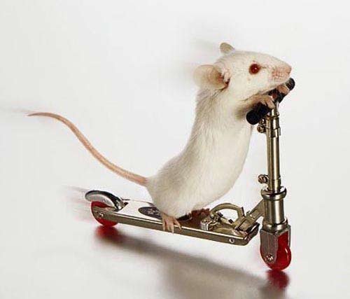 荷兰警方训练老鼠搜查爆炸物和毒品 不比狗差