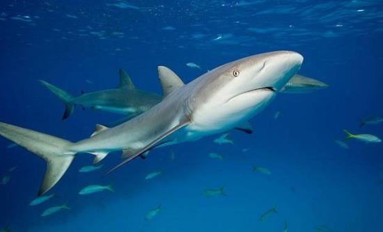 男子徒手钓565公斤百岁鲨鱼 与巨鲨搏斗逾1小时