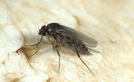 世界最小苍蝇仅04毫米长 寄生于蚂蚁脑中(图)