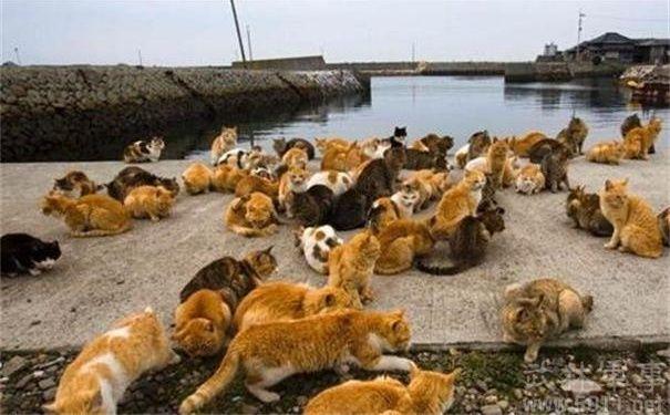 日本"猫岛"流浪猫泛滥 200只猫将接受绝育手术