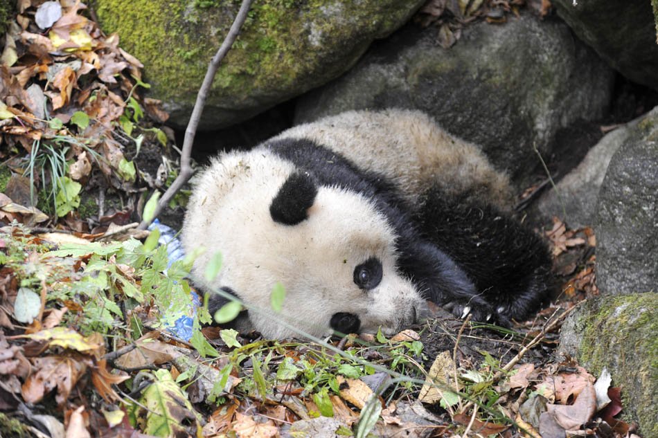 野生大熊猫疑遭黄喉貂围攻 医疗救护队抢救