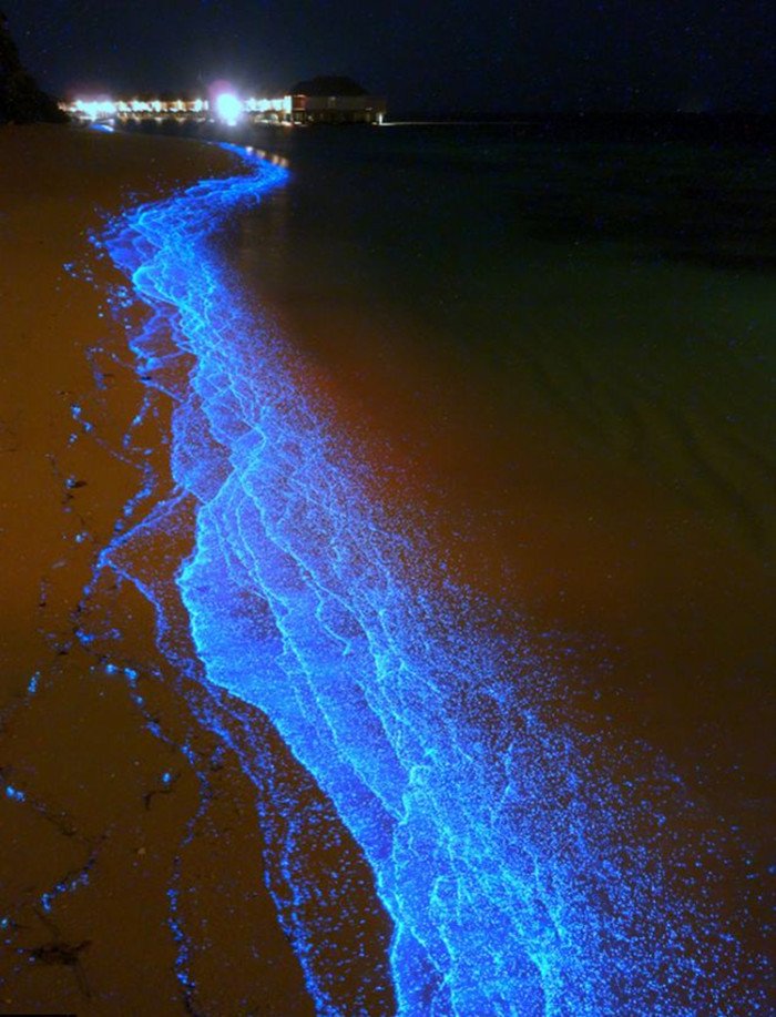 马尔代夫梦幻荧光海滩奇景 美得令人窒息(图)
