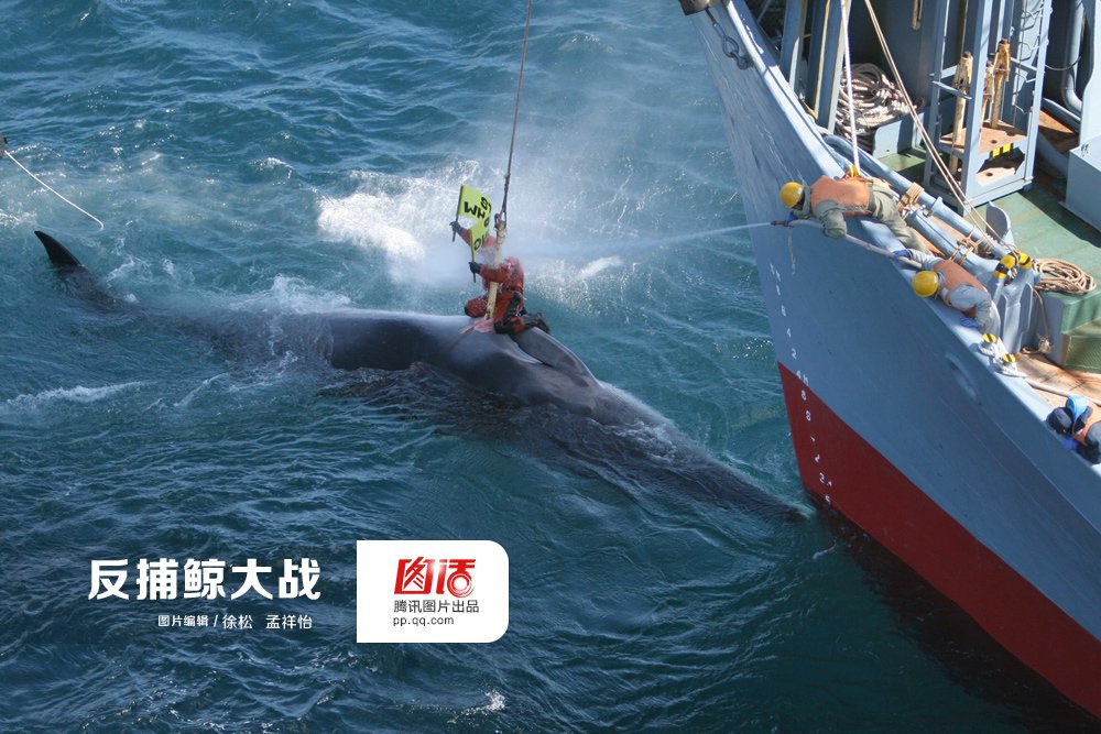 护鲸与捕鲸大战水枪喷射