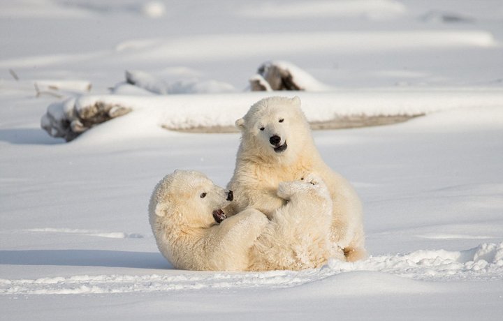 北极熊幼崽自嗨卖萌摄影师拍个正着
