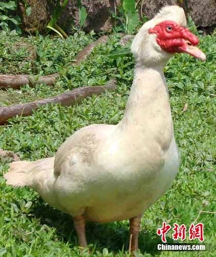 公鸭头上长红冠能飞一两百米远