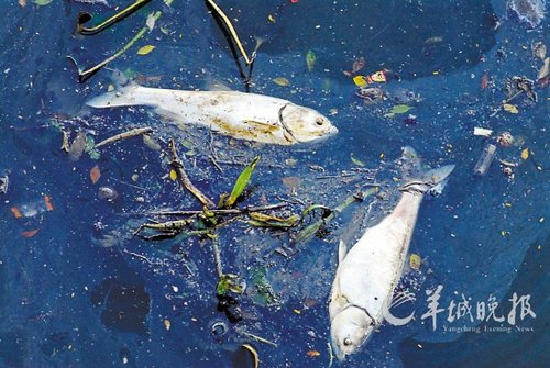 数千死鱼漂浮广州增?河 或为水浮莲惹祸/图