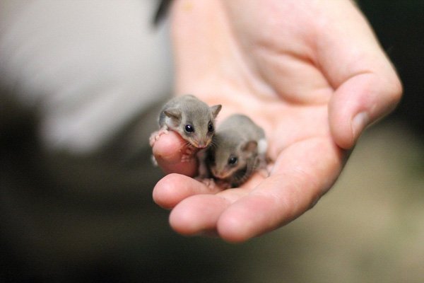 澳动物园成功培育出羽尾袋鼯 出生时仅半粒米大