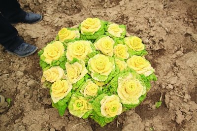 南农玫瑰白菜图片