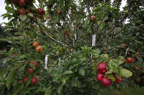 英国一棵果树结出250个不同品种苹果(图)