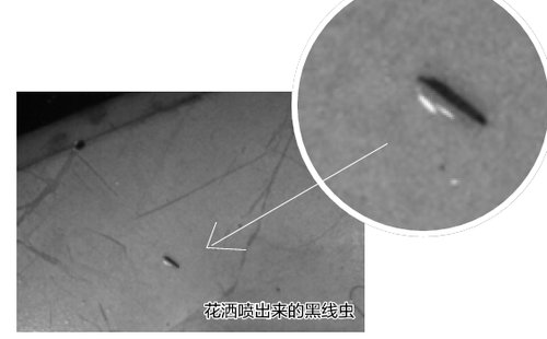 "我在宾馆浴室洗澡时,花洒里竟然喷出了4条黑色的线虫,虫子落在我