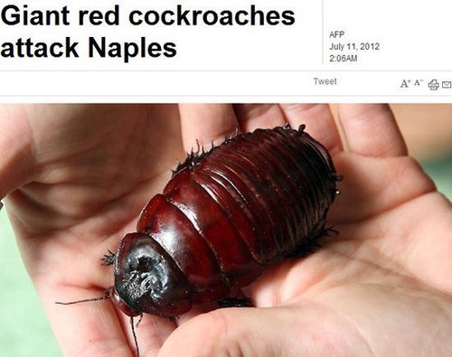 意大利城市滋生大型红蟑螂 体长达7厘米(图)