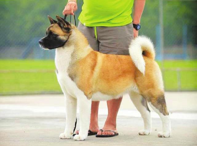 秋田犬託運時闖進機場停機坪被擊斃 價值26萬