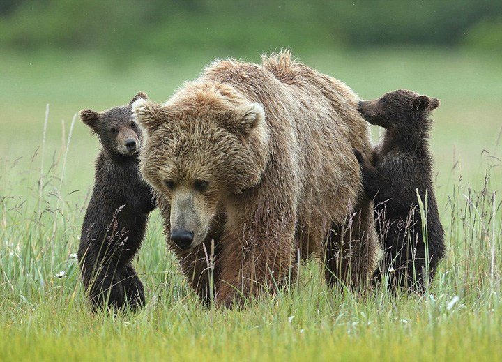 美国熊妈妈肩扛熊崽 温馨爆棚