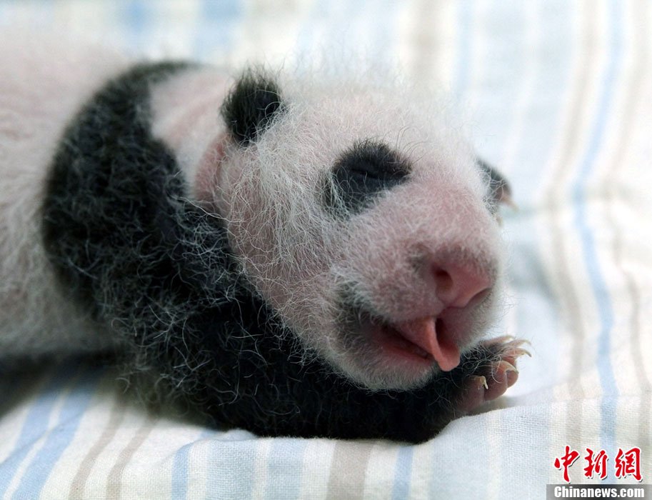 minkmui,三级下载,最后的较量电视剧,j31战斗机,金子美穗的堁体,福建