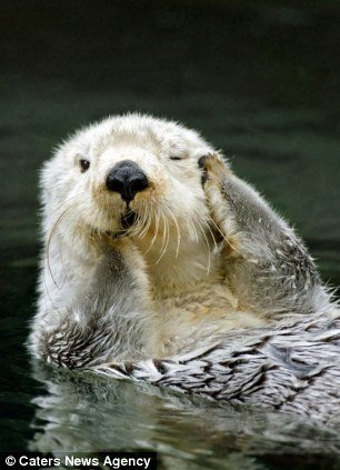 動物園水獺水中撒歡 雙爪捂眼露超萌表情(圖)