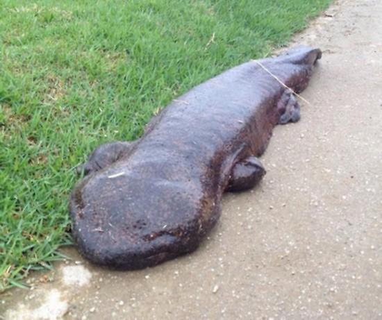 5米长巨型娃娃鱼 网友取名"哥斯拉"