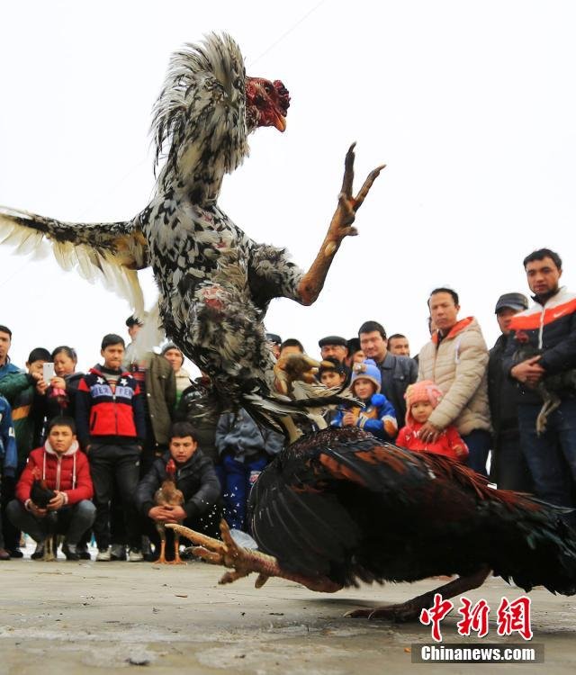 组图:新疆博湖举行斗鸡比赛 场面紧张激烈