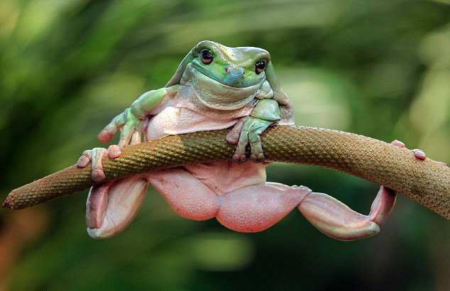 [网络资源] 印尼"健身"绿树蛙抓植物茎干做引体向上