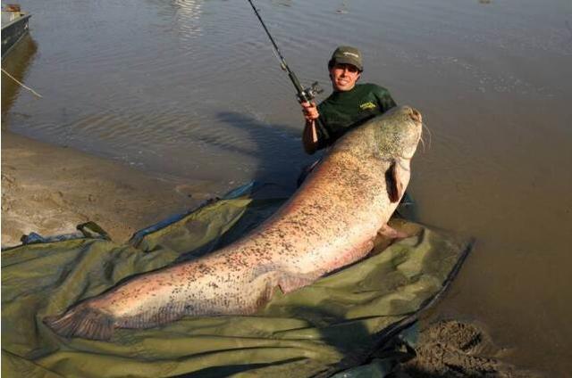 6米长318斤重鲶鱼 养在池塘(图)