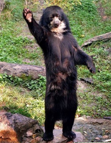德国黑熊举右臂招手加食:我还要加点菜!