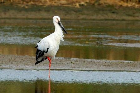 女子高价解救珍稀东方白鹳 全球仅存三千只