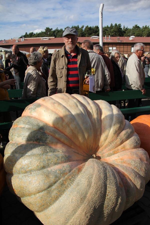 (文摘)德国"南瓜王"重逾千斤夺大赛冠军