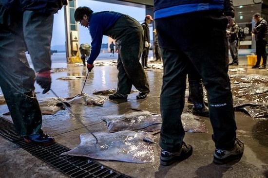 揭秘韩国最臭食物洪鱼脍:气味像公共厕所