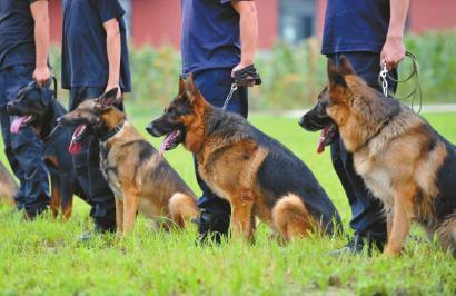 四川警犬將考