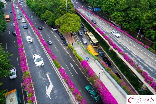 簕杜鹃盛放 航拍广州高架桥"紫红花道"