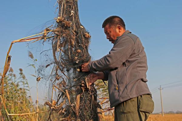 非法捕鳥猖獗山東無棣捕鳥網作坊24小時生產