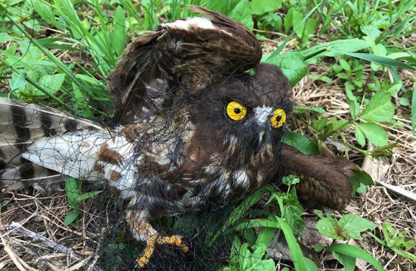 非法捕鳥猖獗山東無棣捕鳥網作坊24小時生產