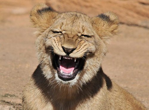 動物園的一頭獅子猛回頭朝攝影師