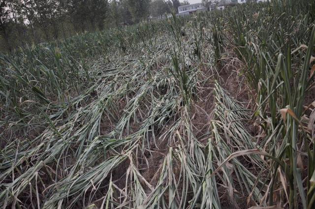 组图河南遭遇63年来最严重旱情大片庄稼绝收