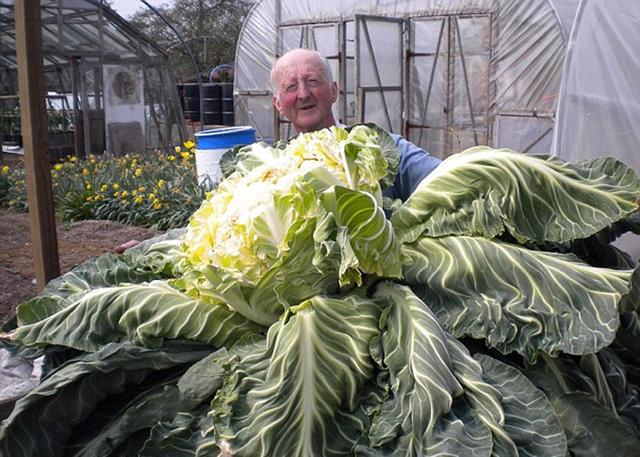 世界上最大的菜花图片