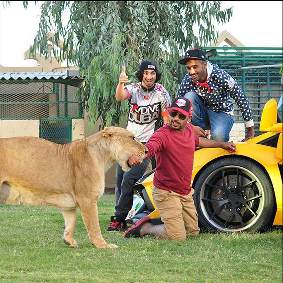阿拉伯土豪养老虎狮子当宠物
