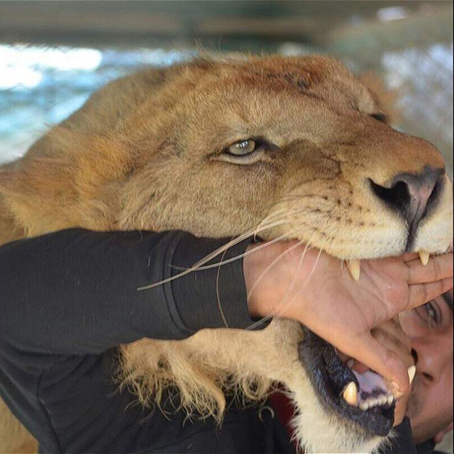 阿拉伯土豪养老虎狮子当宠物,网上晒图受热捧