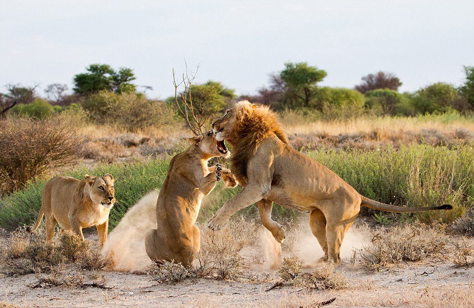 非洲草原上演河东狮吼 母狮暴揍老公吓跑小三