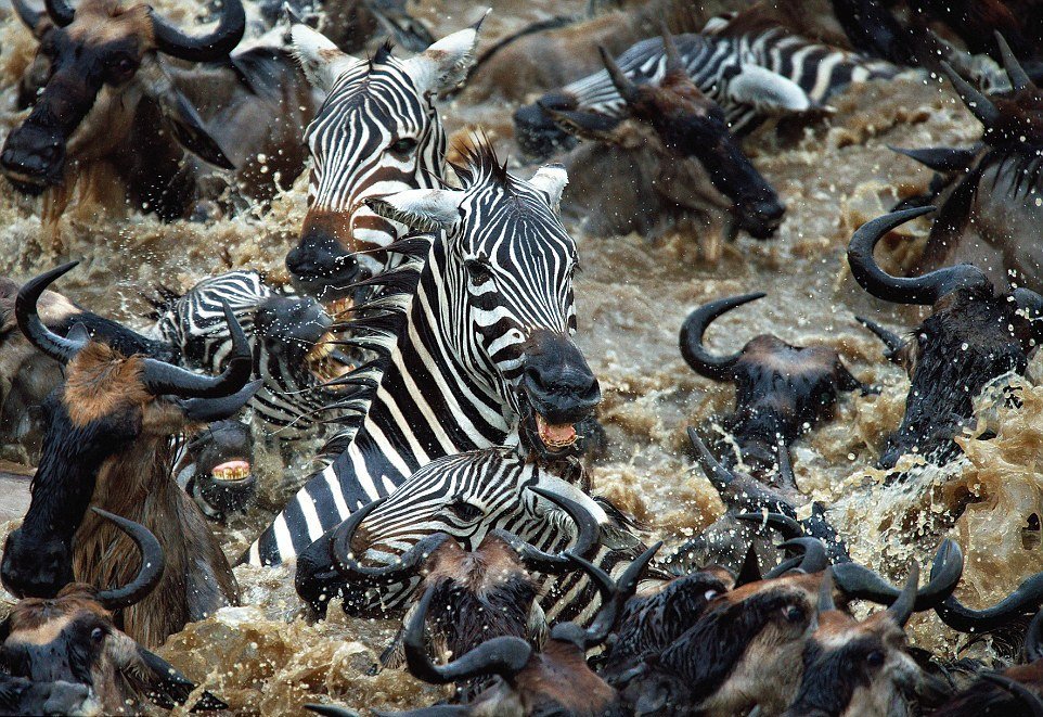 "千军万马"过马拉河(图片来源:每日邮报)