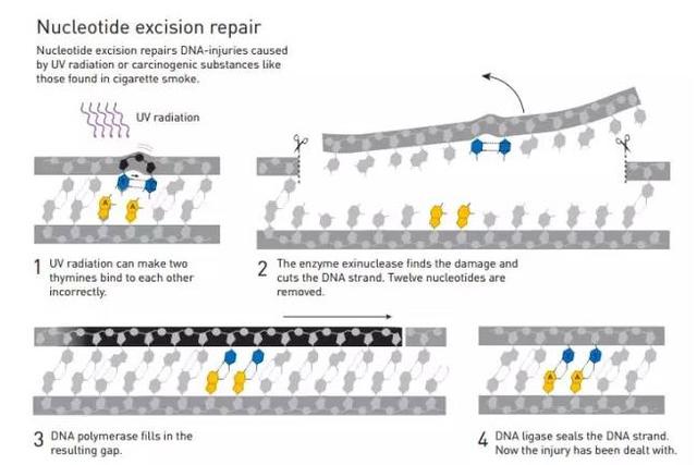人类偷看到了细胞君用来修复dna的工具箱 诺贝尔化学