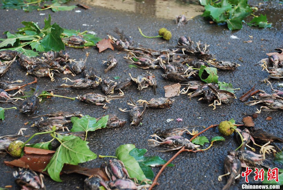 图为在夏县瑶峰镇政府机关大院内,大批麻雀遭到雷电袭击死亡.