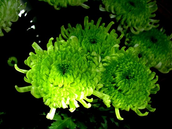 武汉牡丹节4朵天价绿牡丹被游客偷偷掐走(图)