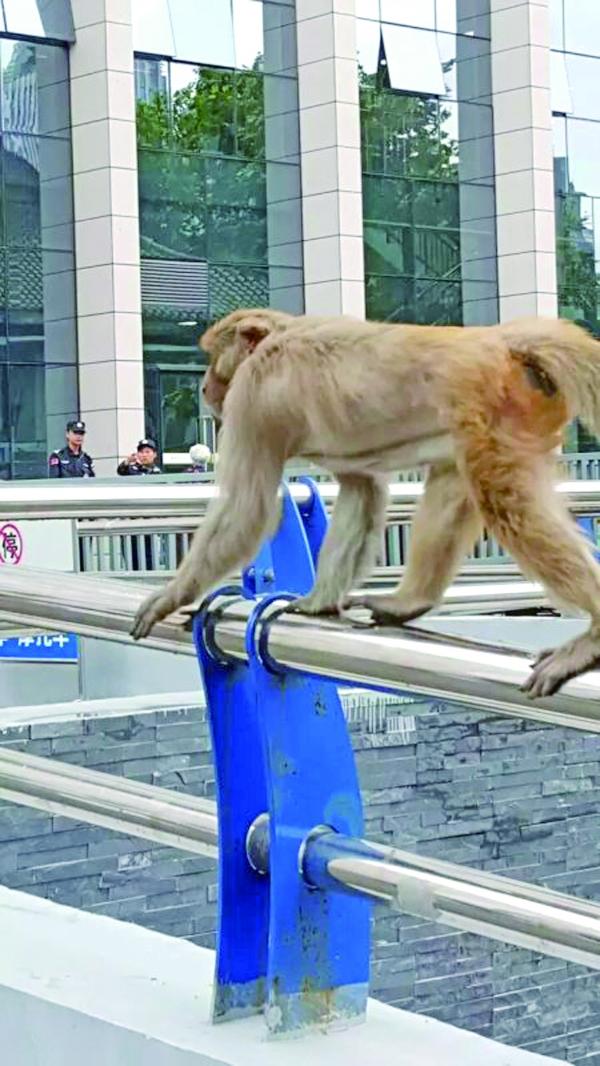 "走钢丝" 本报讯 昨日,贵医附院来了两位不速之客两只猴子.