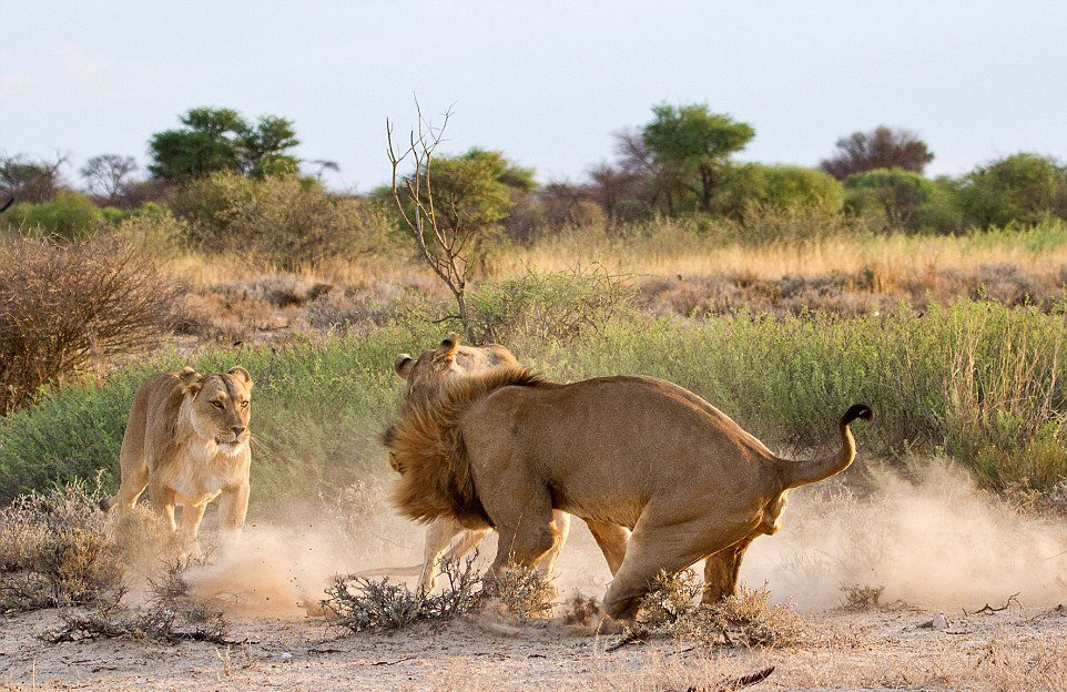 [转载] 非洲草原上演河东狮吼 母狮暴揍老公吓跑小三