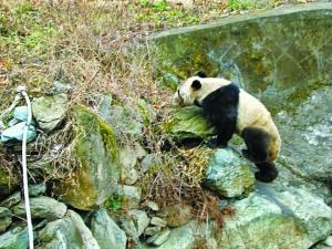 甘肃野生大熊猫下山 大摇大摆“巡视”村寨(图)