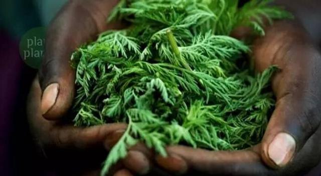 菊科蒿属一年生草本 学名:artemisia annua 别名:草蒿,青蒿,臭蒿等