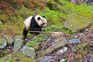 甘肃野生大熊猫下山 大摇大摆“巡视”村寨(图)