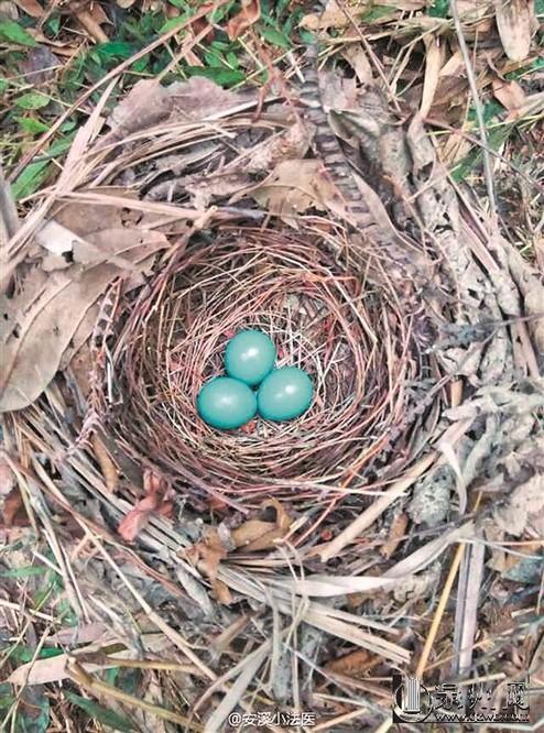 福建安溪发现蓝色鸟蛋 网友称赞"萌萌哒"