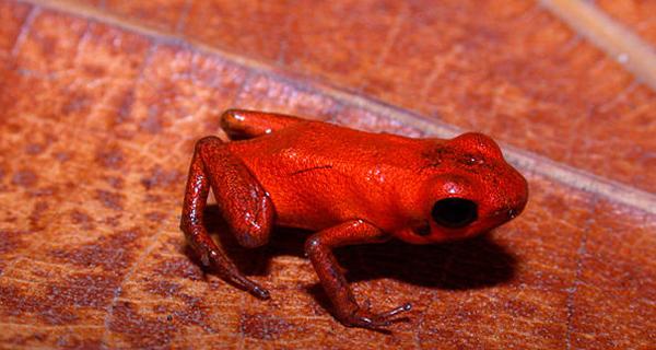 f最终确定这种青蛙为新物种;g庞塞的妻子海巴拿马发现箭毒蛙近亲,全身