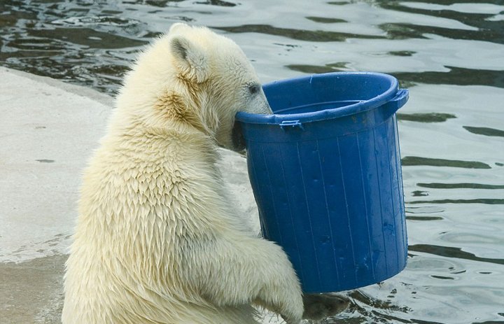 莫斯科动物园北极熊端桶喝水憨态十足